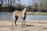 DOGUE ALLEMAND 171